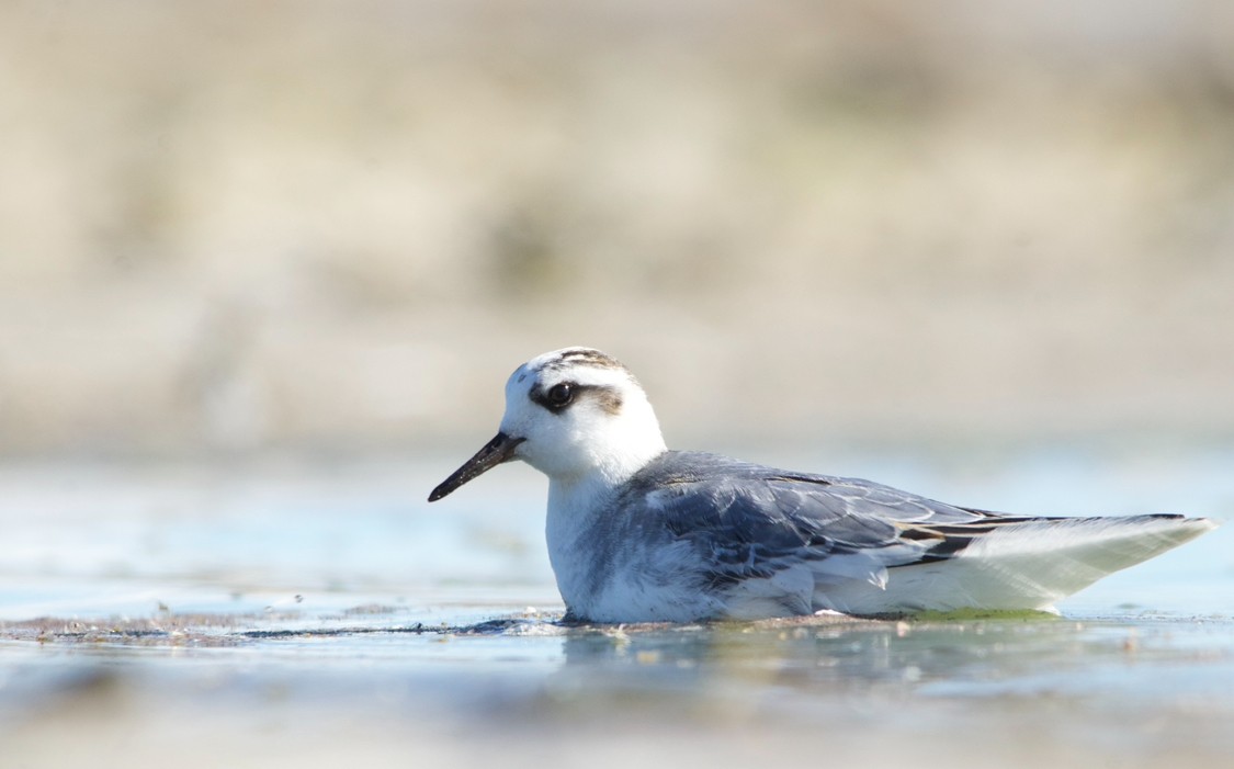 Red Phalarope - ML644156413