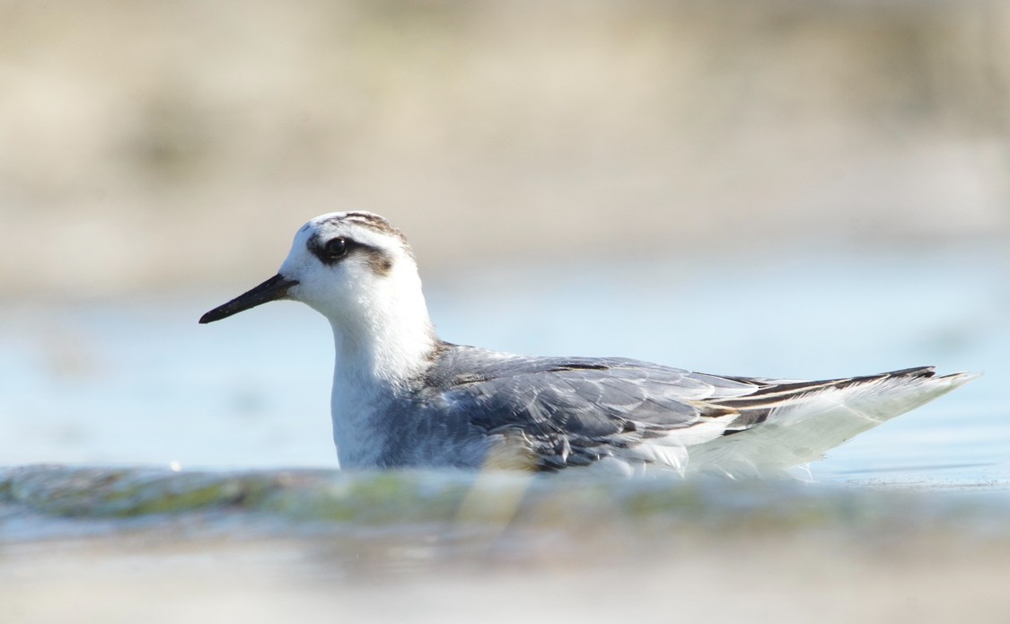 Red Phalarope - ML644156414