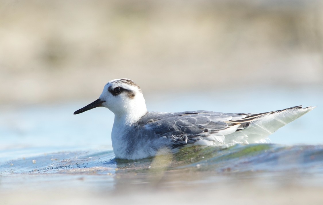 Red Phalarope - ML644156415