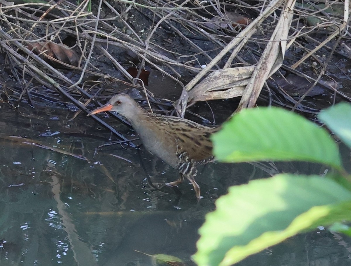 Wasserralle - ML644156428