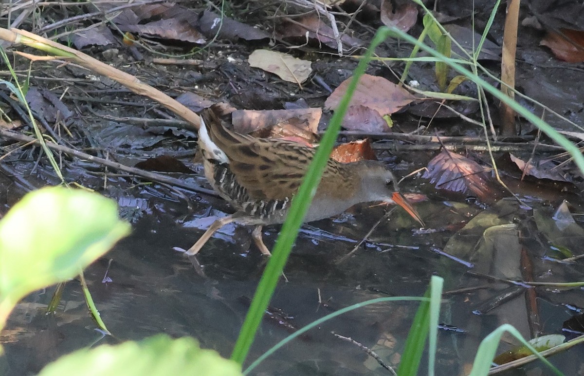 Wasserralle - ML644156429