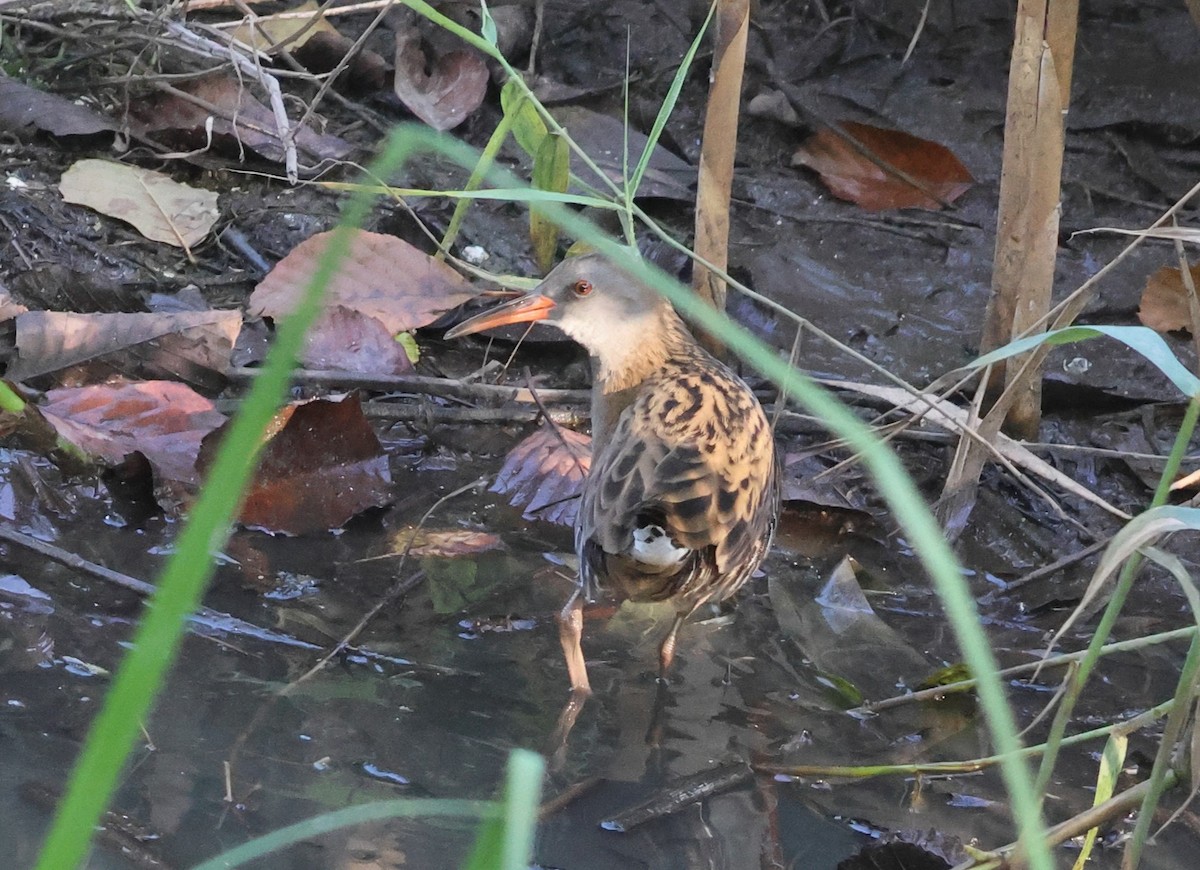 Wasserralle - ML644156430