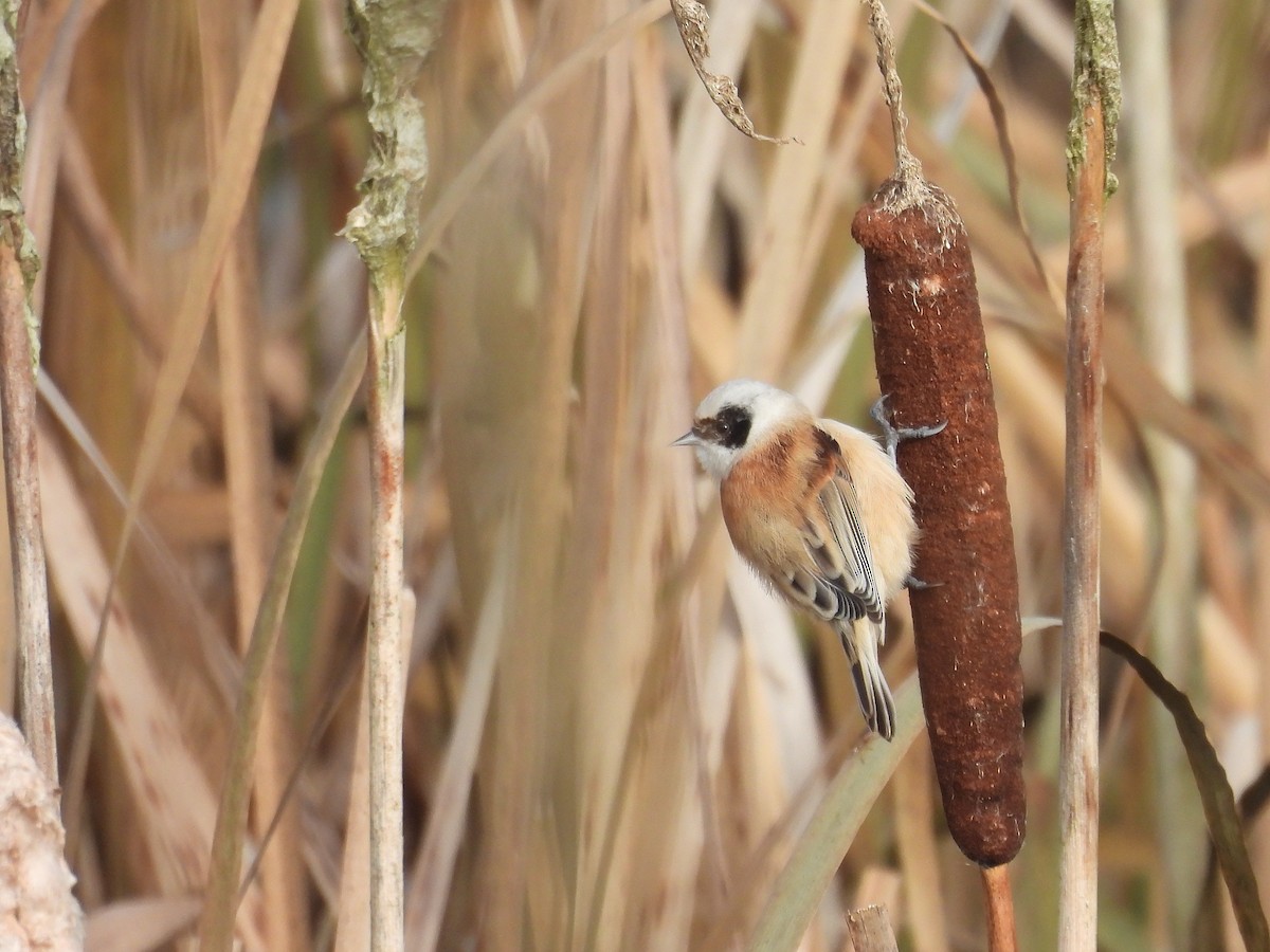 Eurasian Penduline-Tit - ML644156437