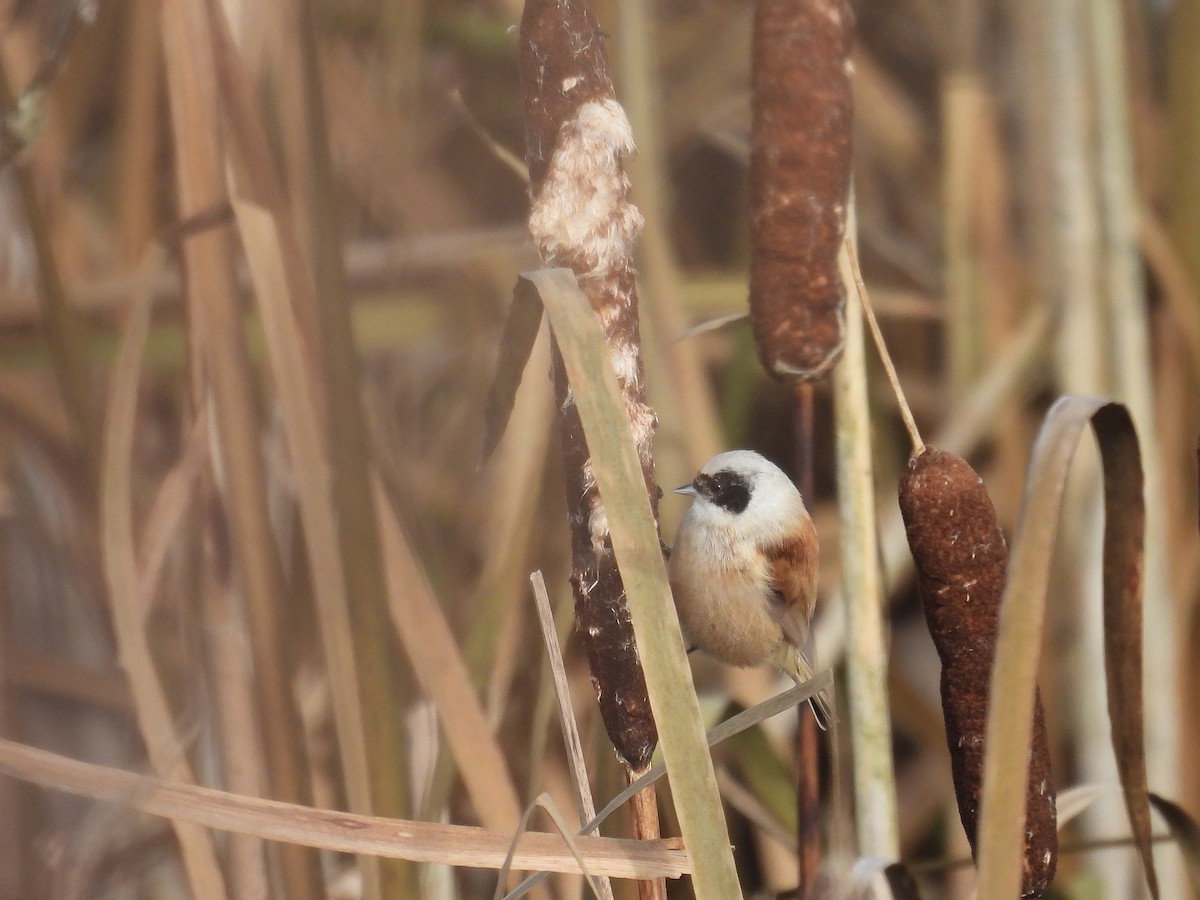 Eurasian Penduline-Tit - ML644156438
