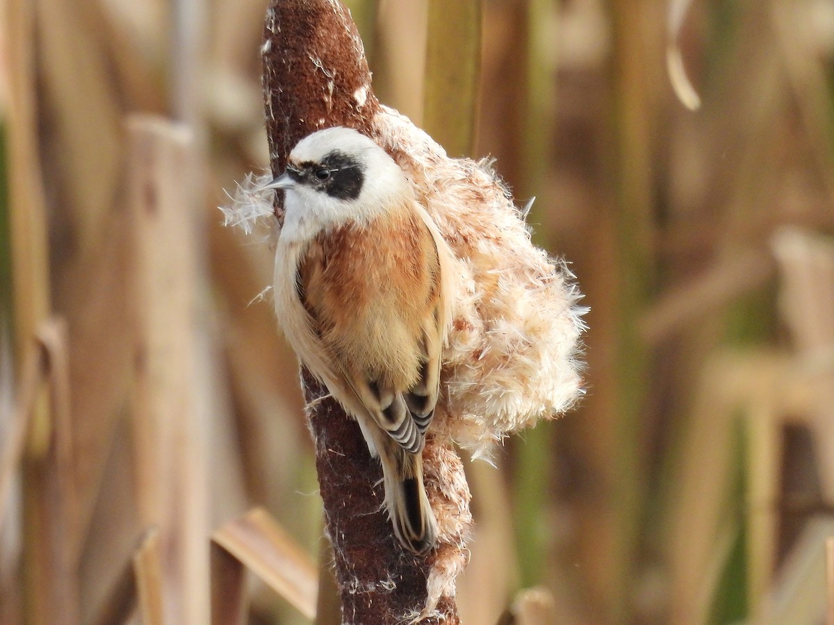 Eurasian Penduline-Tit - ML644156439
