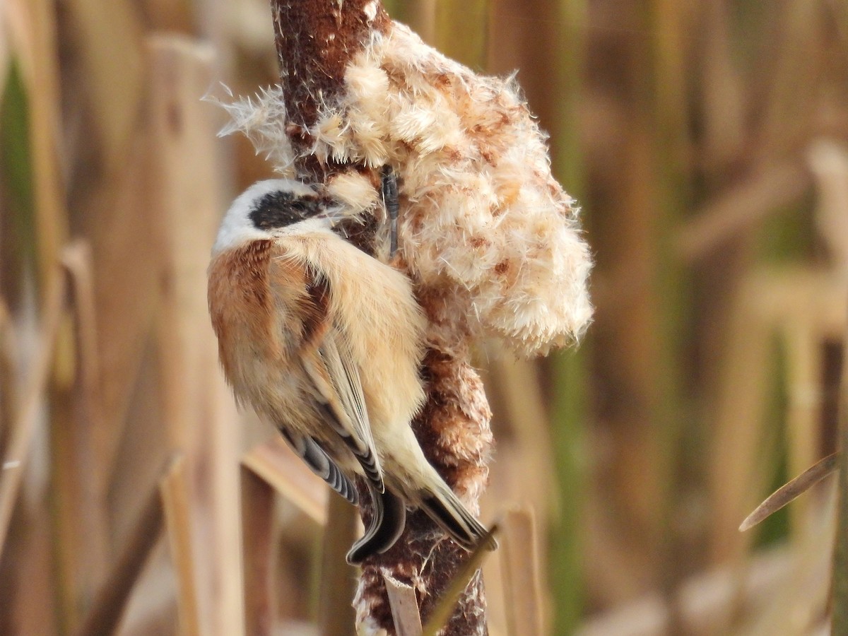 Eurasian Penduline-Tit - ML644156440