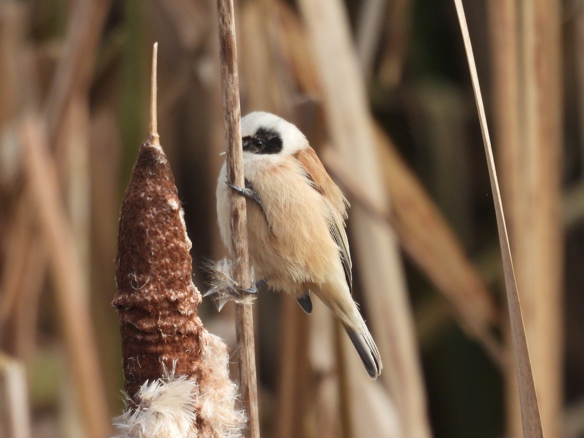 Eurasian Penduline-Tit - ML644156441