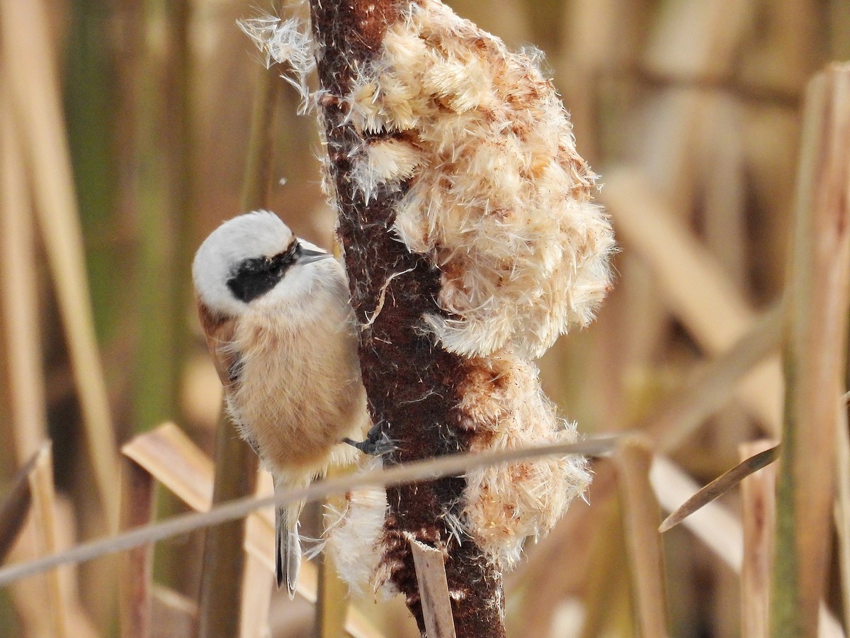 Eurasian Penduline-Tit - ML644156442