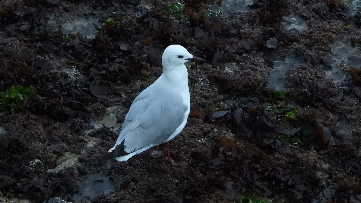 Hartlaub's Gull - ML644156481