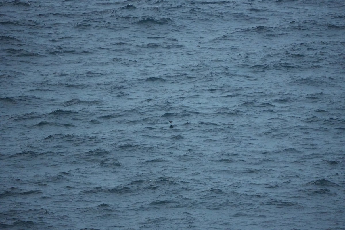 Balearic Shearwater - ML644156483
