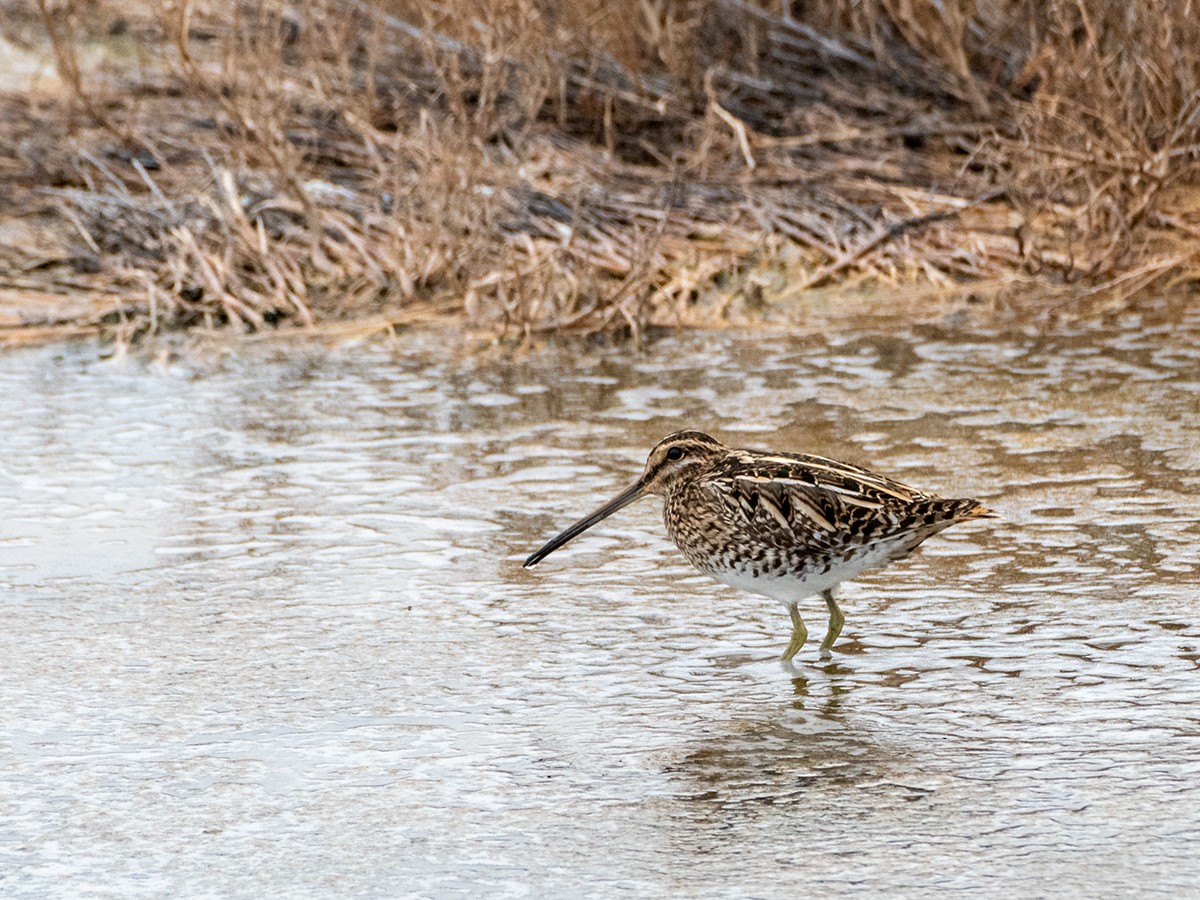 田鷸 - ML644156484