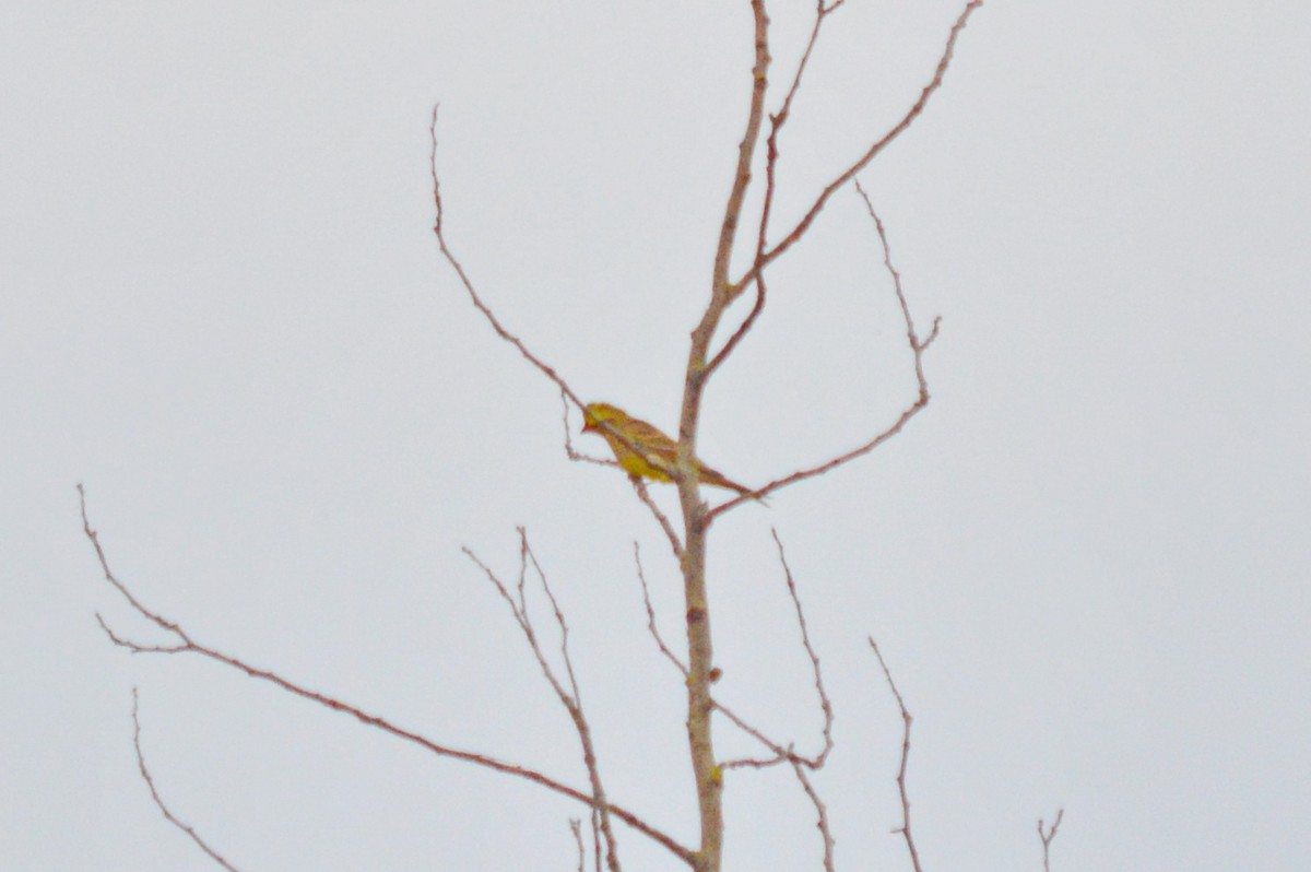 Yellowhammer - ML644156489