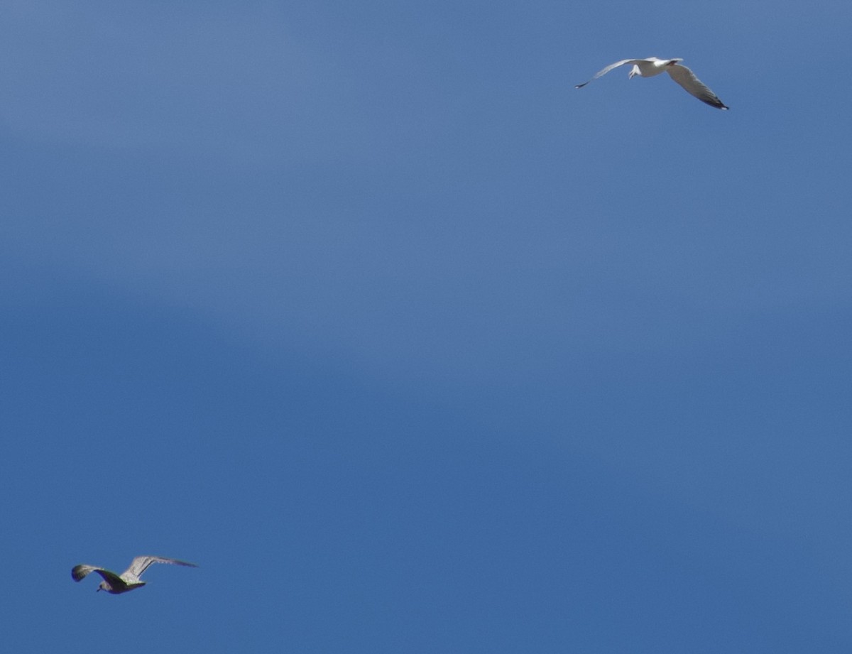 gull sp. - ML644156496