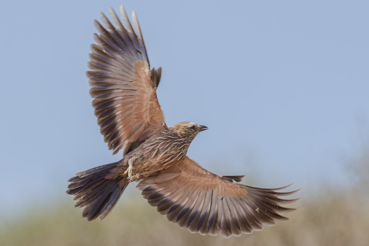 チャガシラニシブッポウソウ - ML644156513