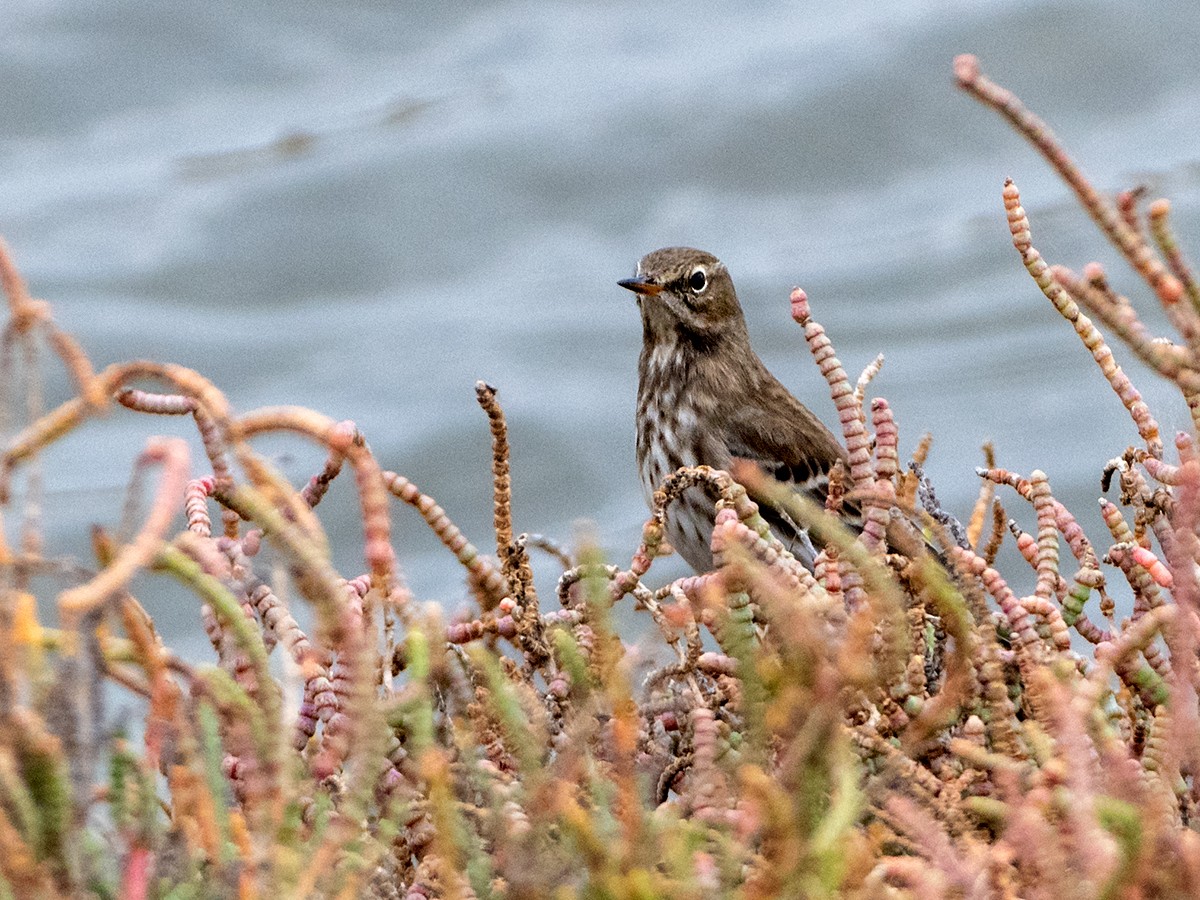 水鷚 - ML644156516