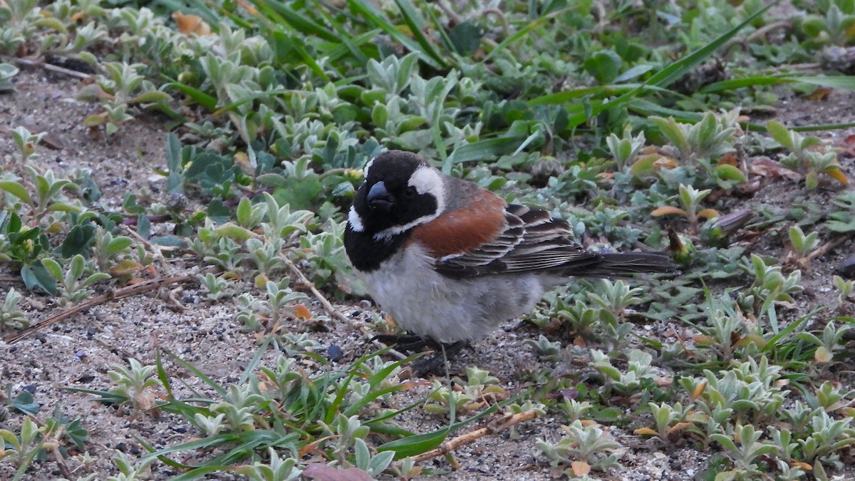 Cape Sparrow - ML644156540