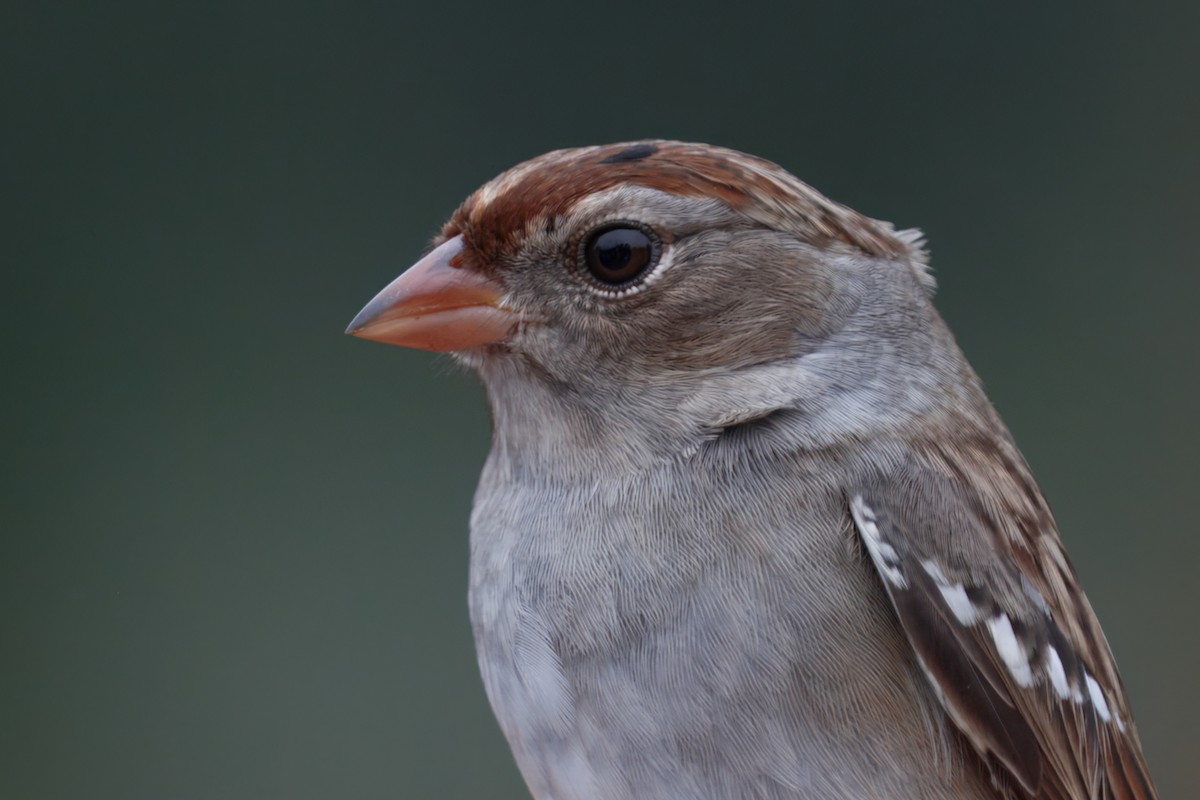 Dachsammer - ML644156546