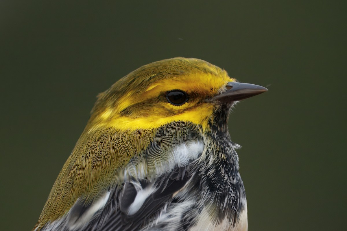 Grünmantel-Waldsänger - ML644156551