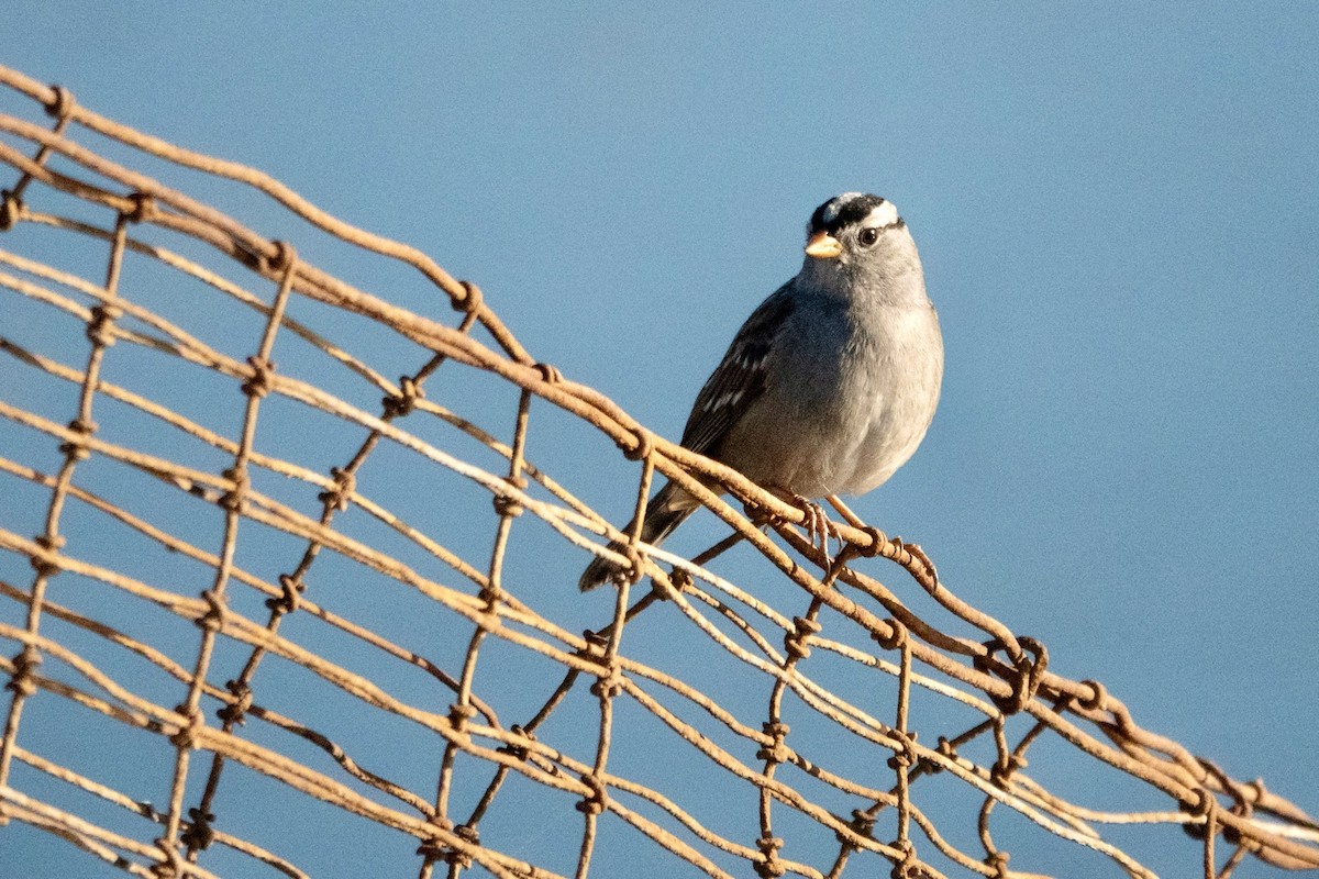 White-crowned Sparrow - ML644156570