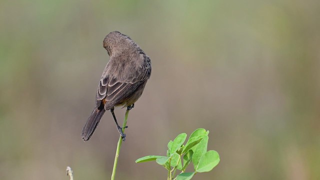 Pied Bushchat - ML644156578