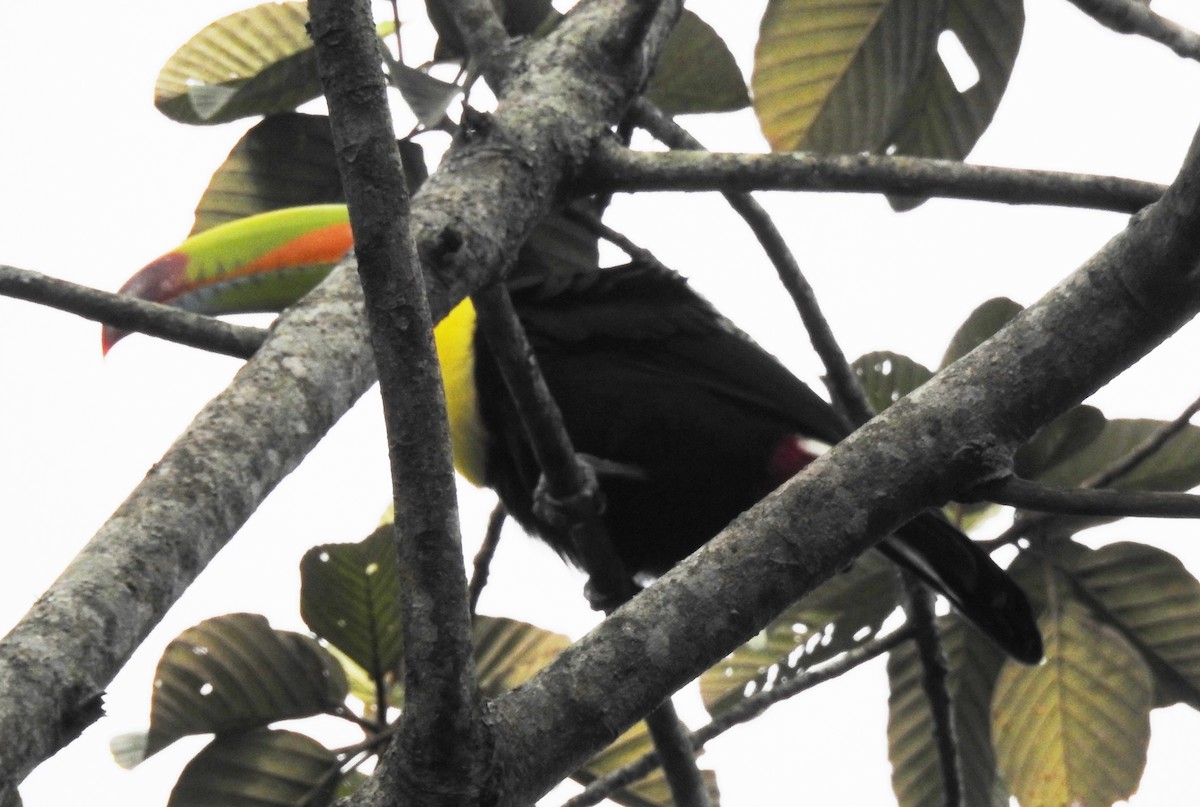 Keel-billed Toucan - ML644156587