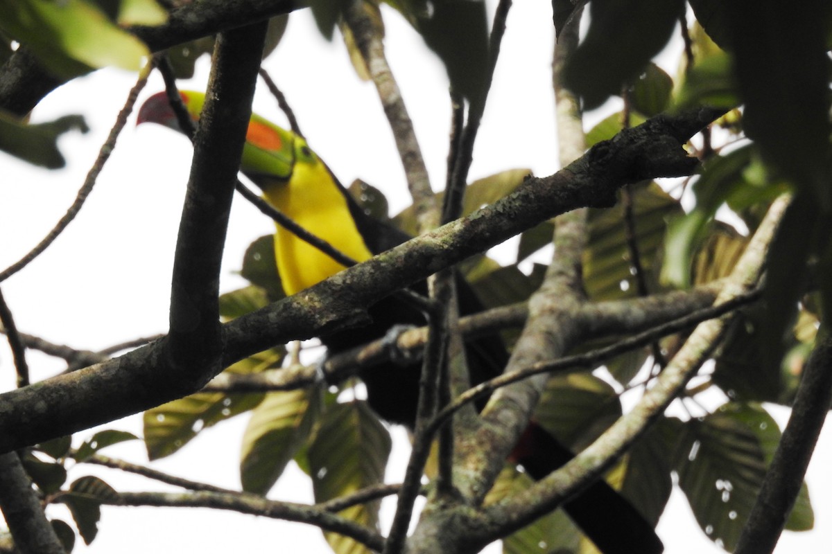 Keel-billed Toucan - ML644156588
