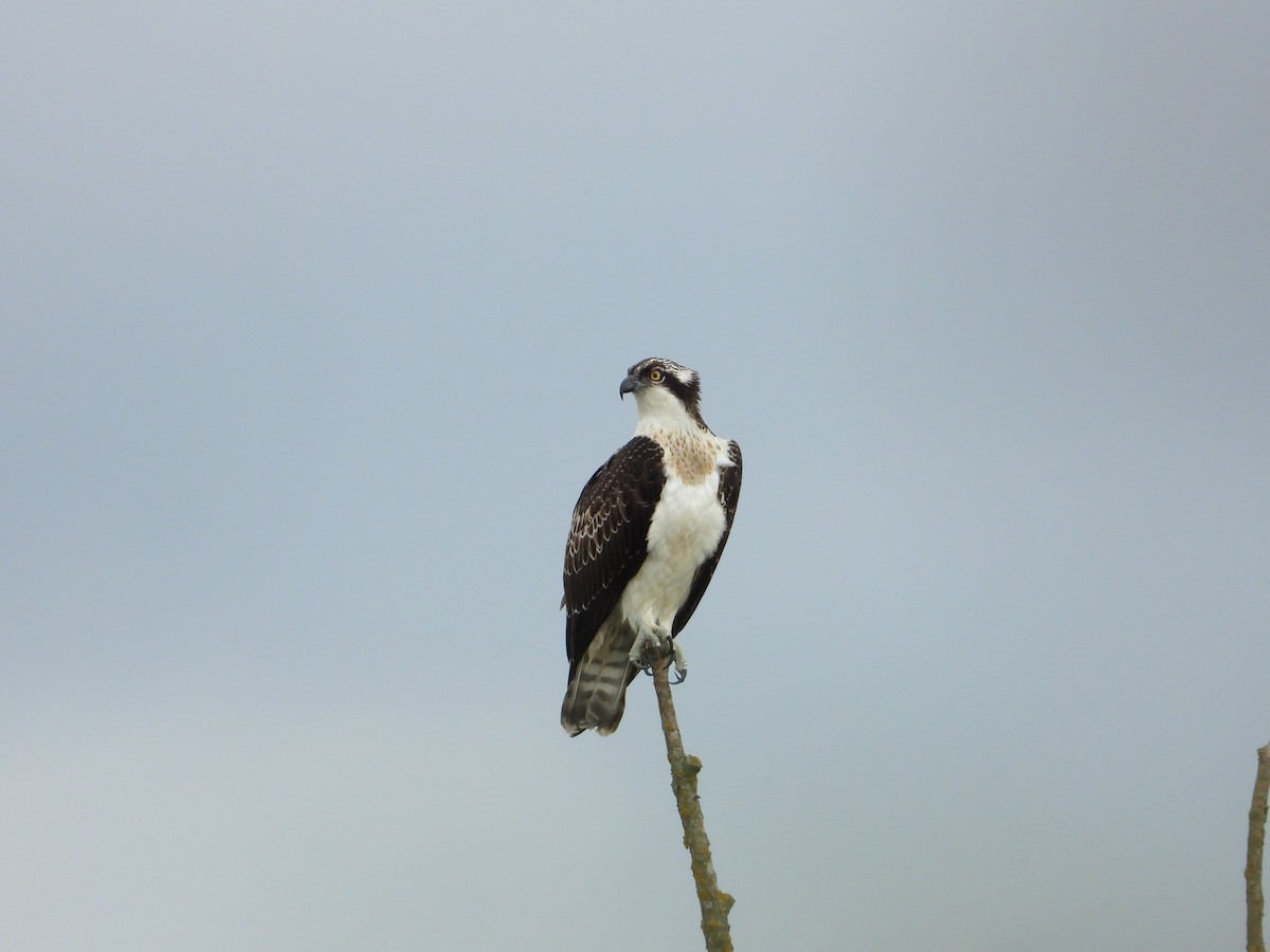 Osprey - ML644156600