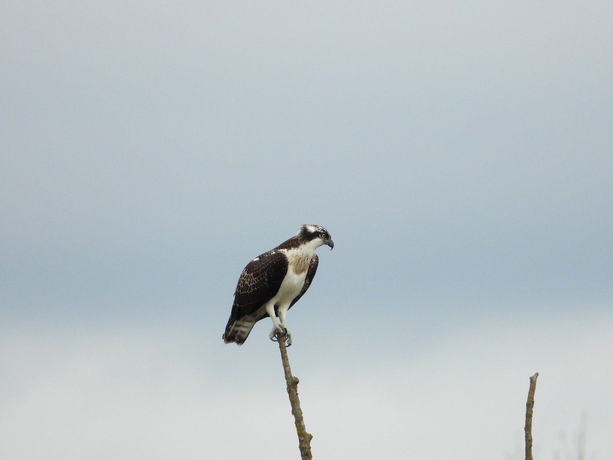 Osprey - ML644156610