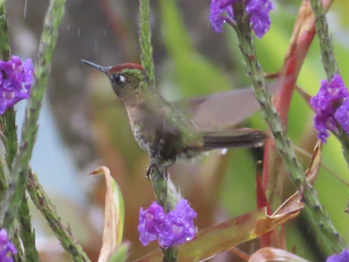 Rufous-capped Thornbill - ML644156623