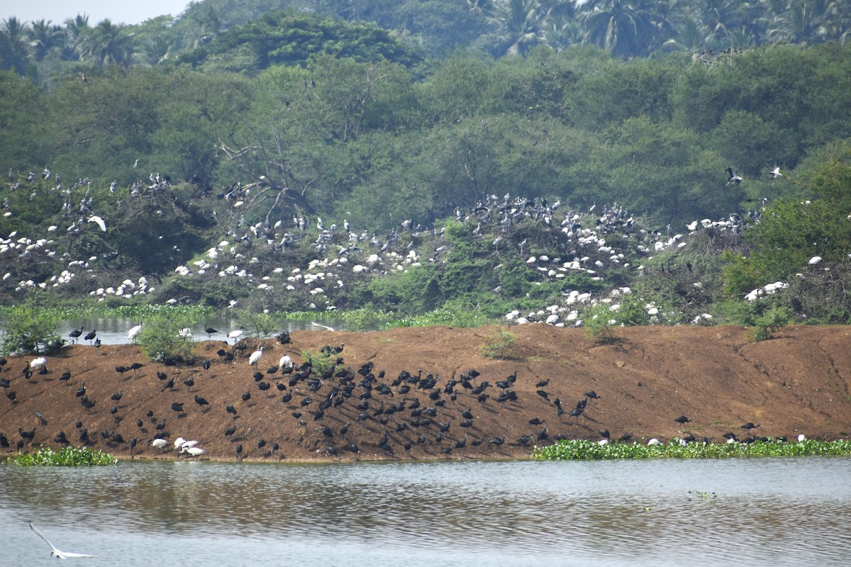 Asian Openbill - ML644156638
