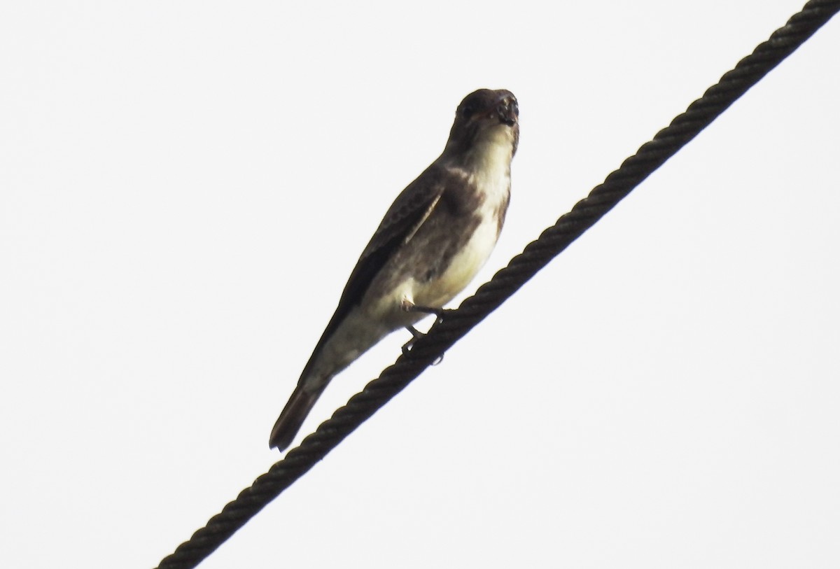 Olive-sided Flycatcher - ML644156651