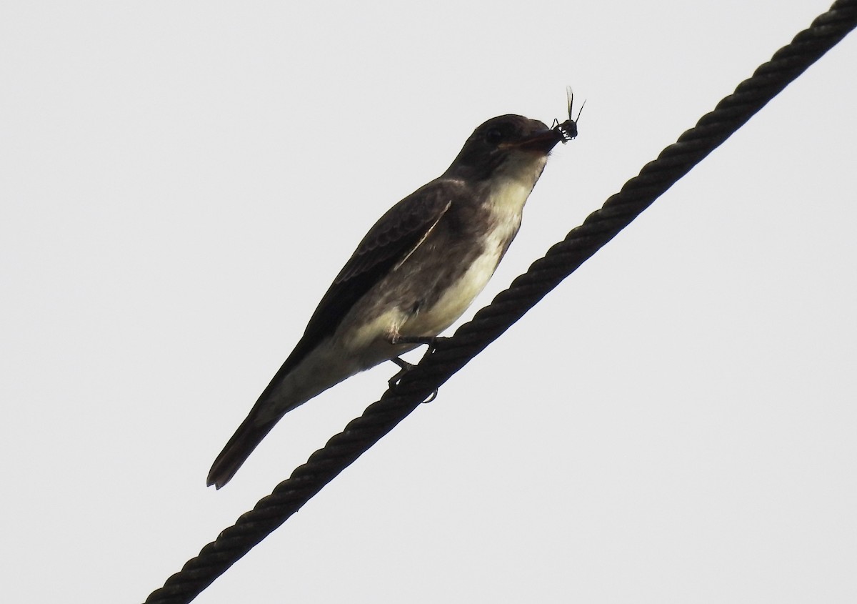 Olive-sided Flycatcher - ML644156653