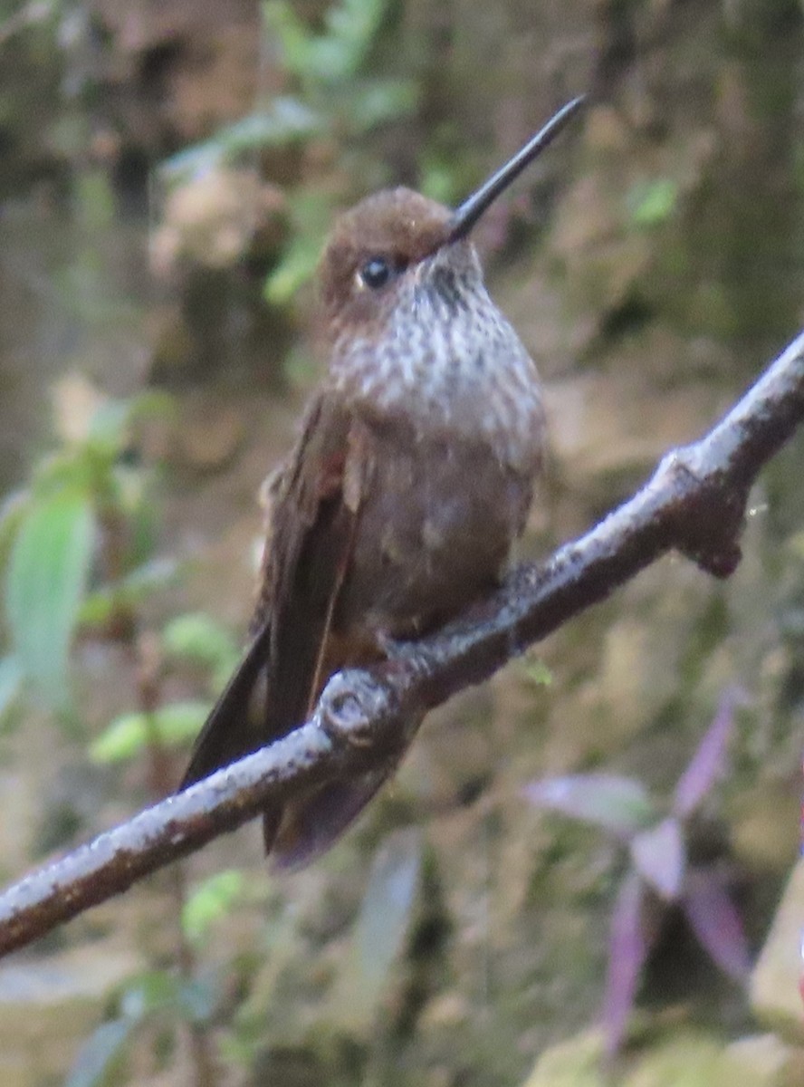 Bronzy Inca - ML644156655