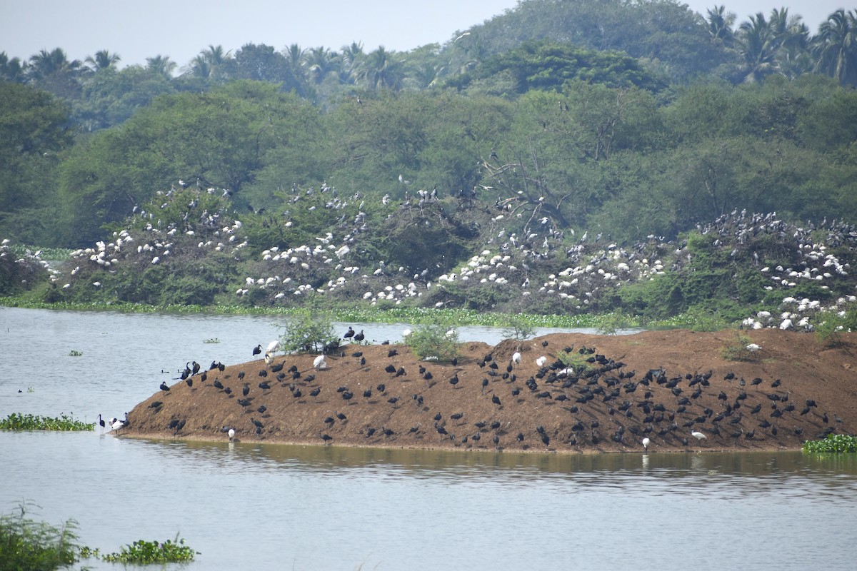 Black-headed Ibis - ML644156658
