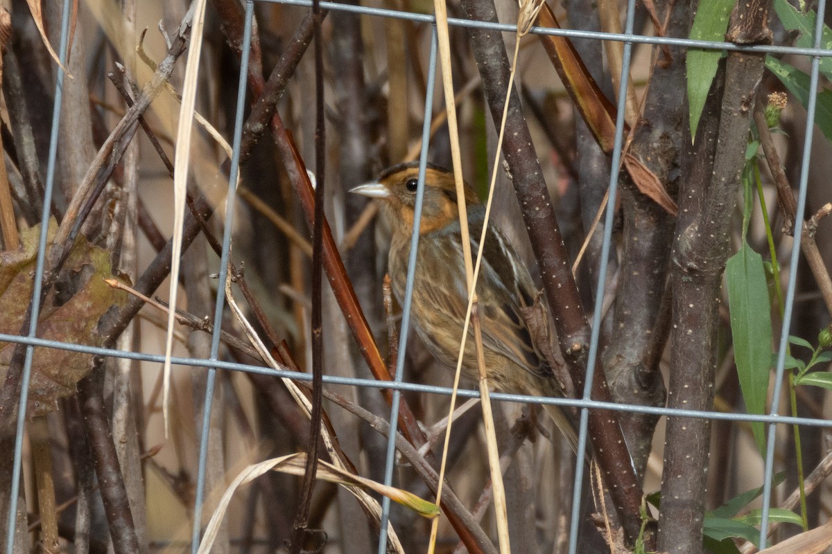Nelson's Sparrow - ML644156662