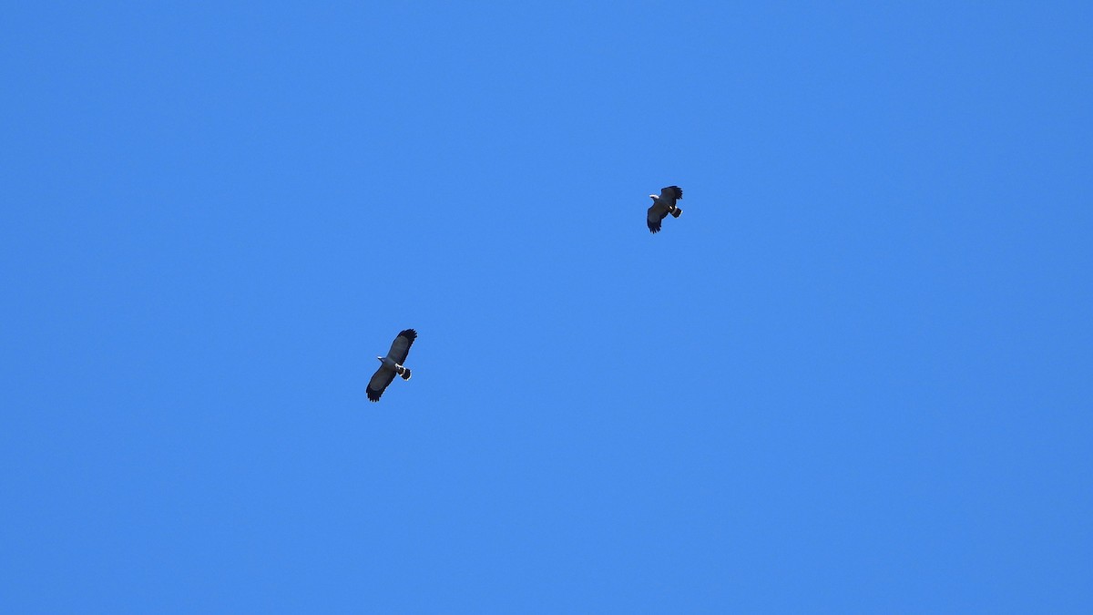 African Harrier-Hawk - Bruno Caula