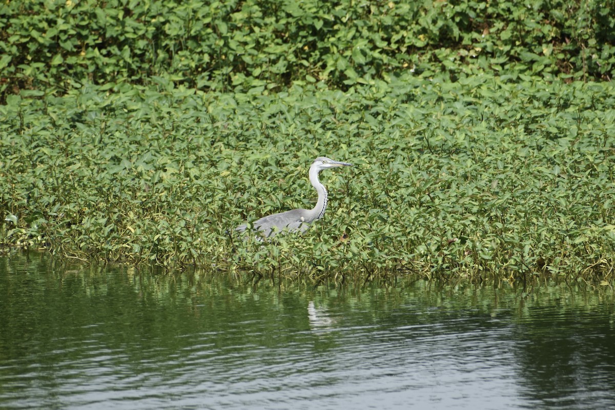 Gray Heron - ML644156696