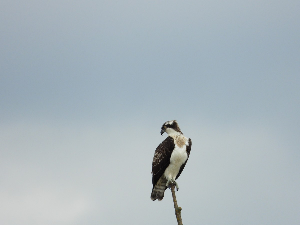 Osprey - ML644156701