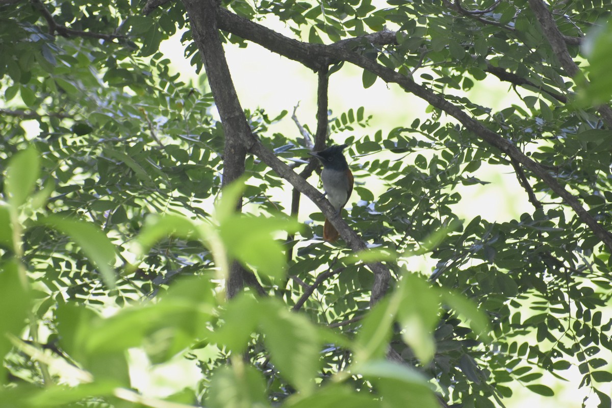 Indian Paradise-Flycatcher - ML644156704