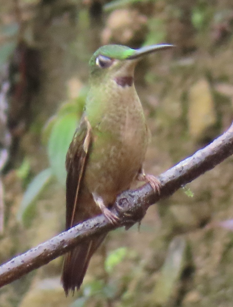 Fawn-breasted Brilliant - ML644156710