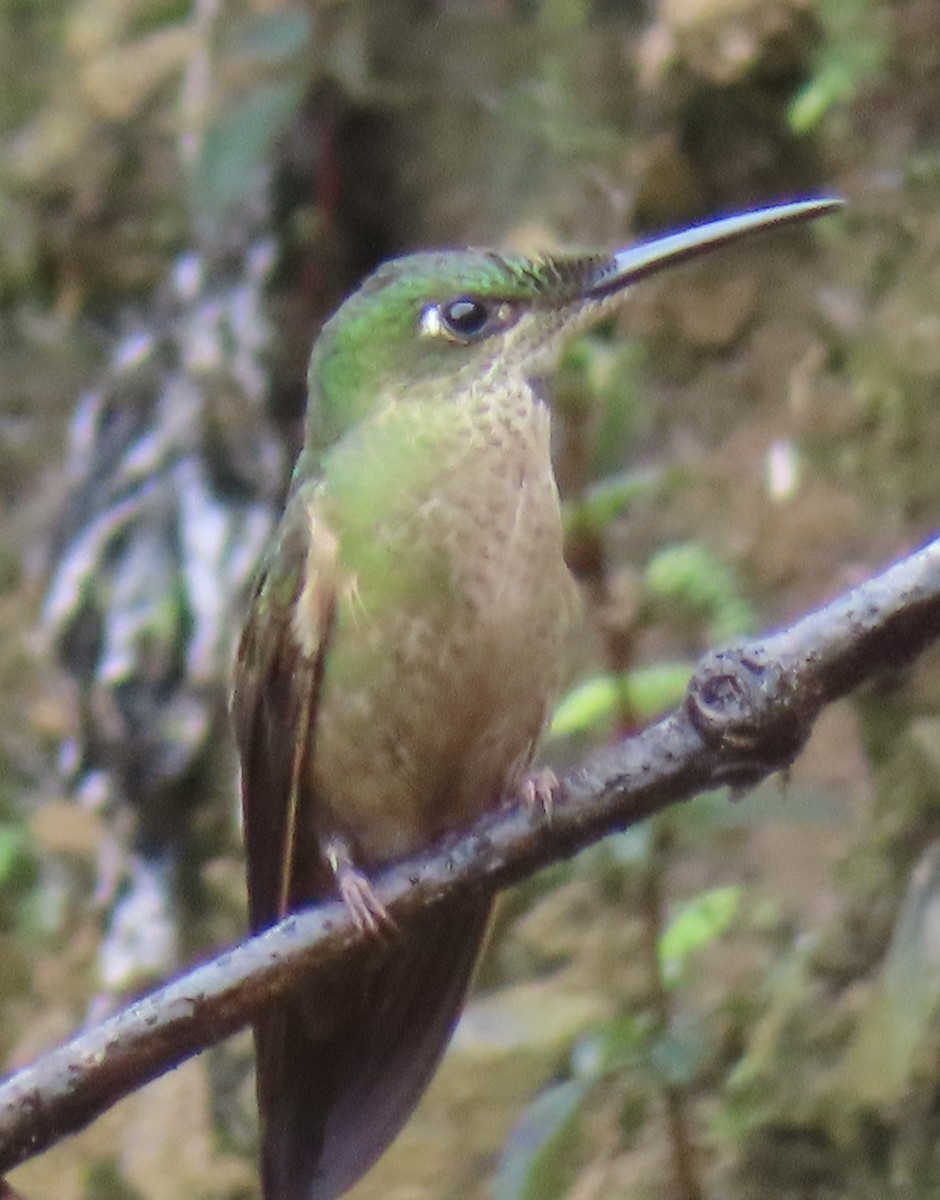 Fawn-breasted Brilliant - ML644156711