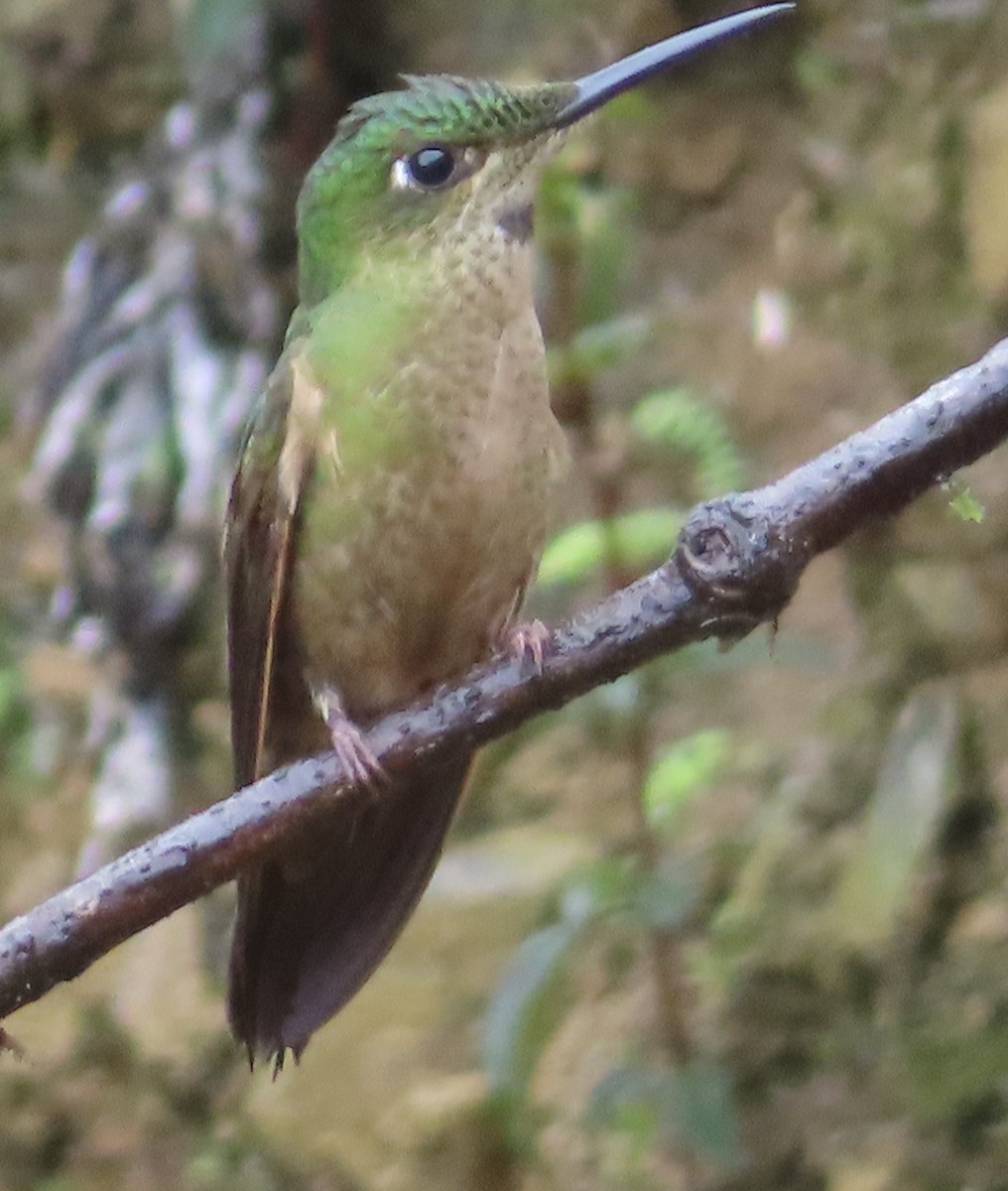 Fawn-breasted Brilliant - ML644156712