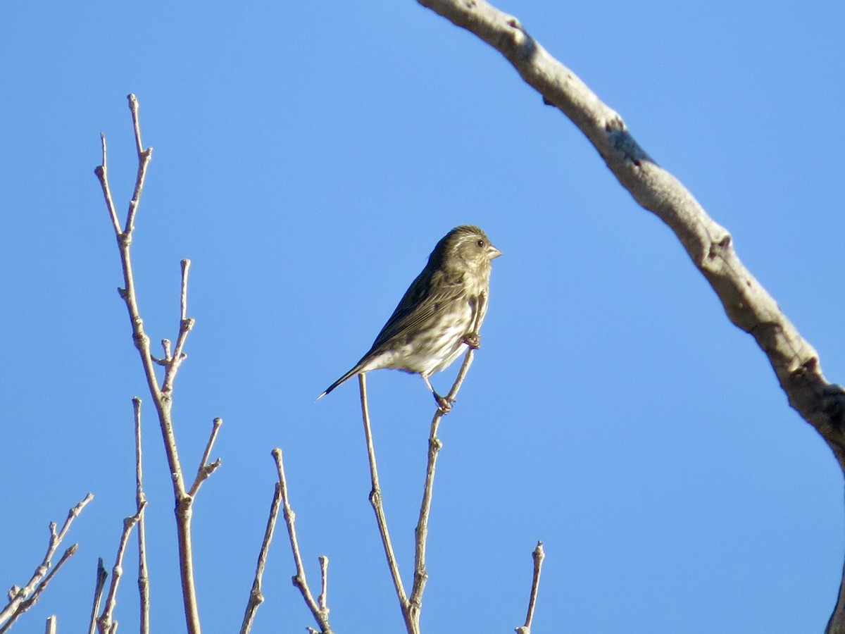 purpurfink (californicus) - ML644156715