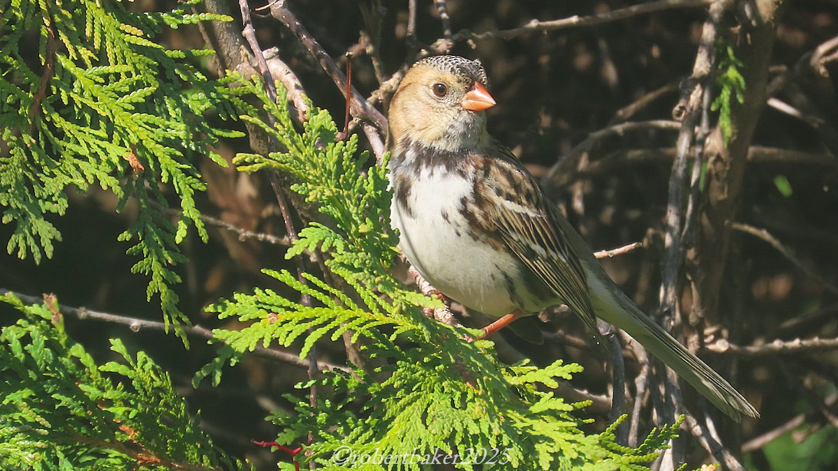 Harris's Sparrow - Bob Baker