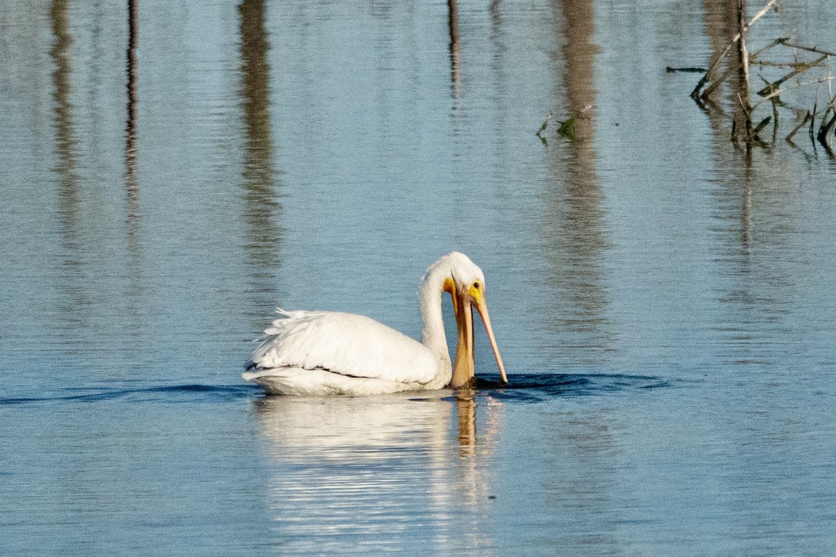 American White Pelican - ML644156742