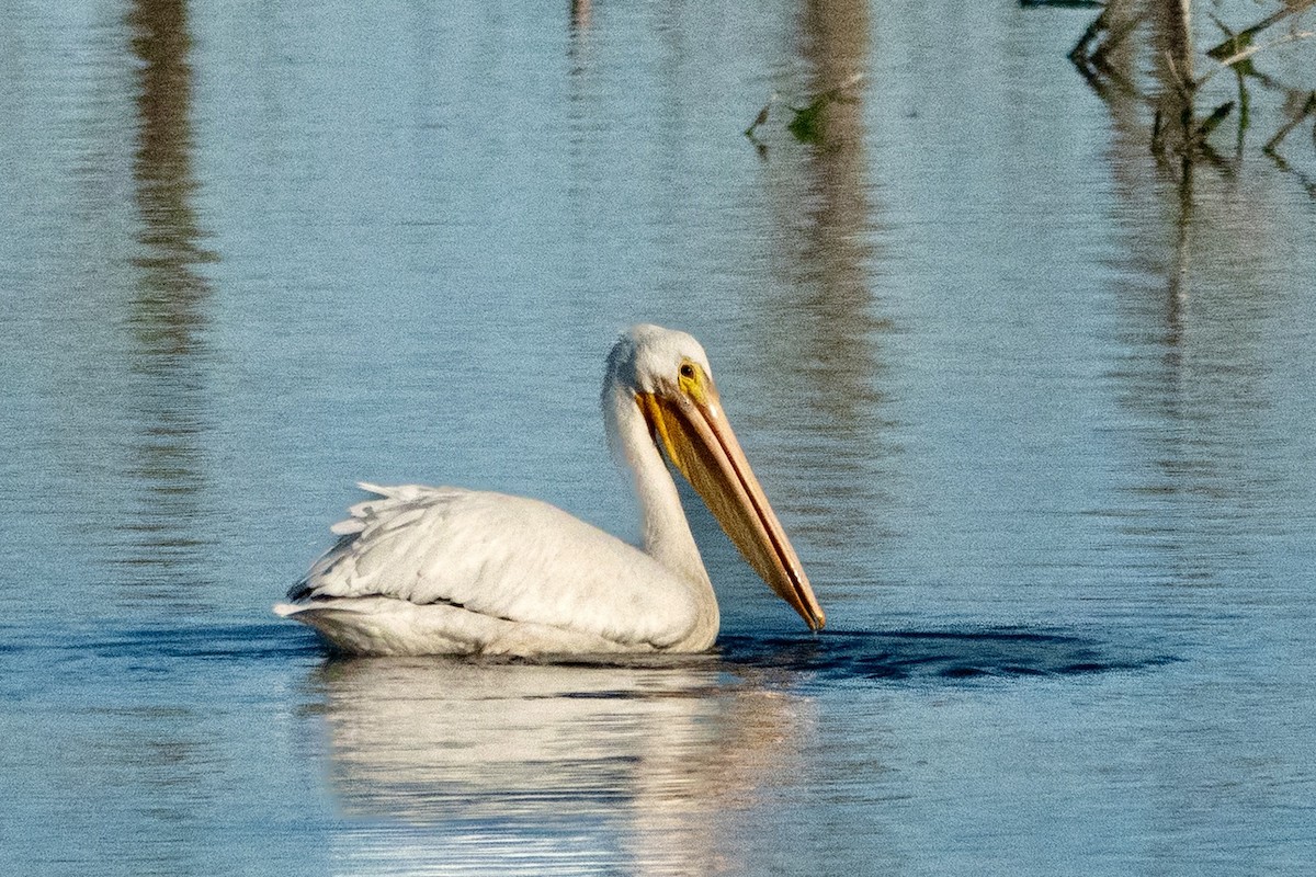 American White Pelican - ML644156743