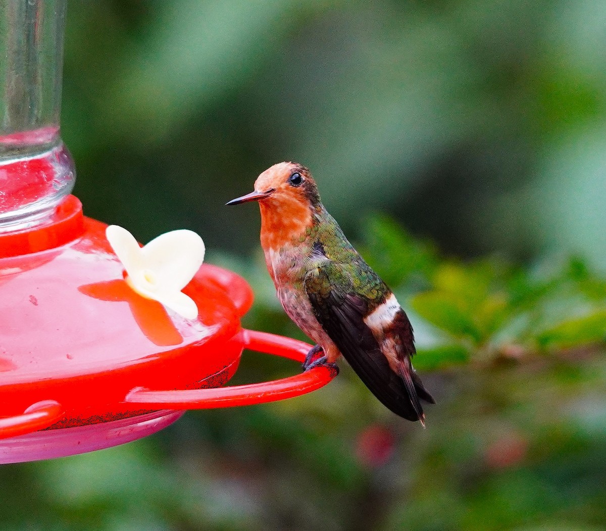 チャカザリハチドリ - ML644156746