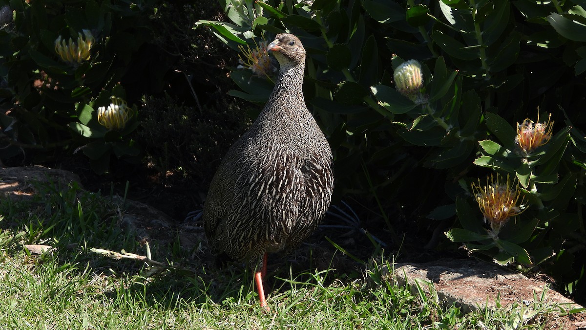 Cape Spurfowl - ML644156748