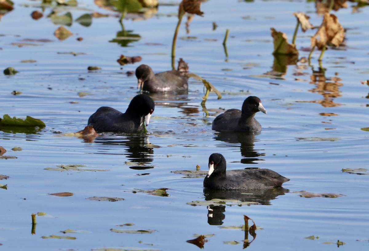 American Coot - ML644156755
