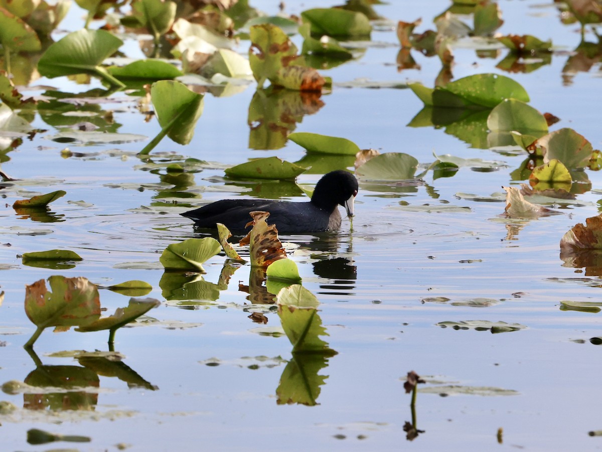 American Coot - ML644156756